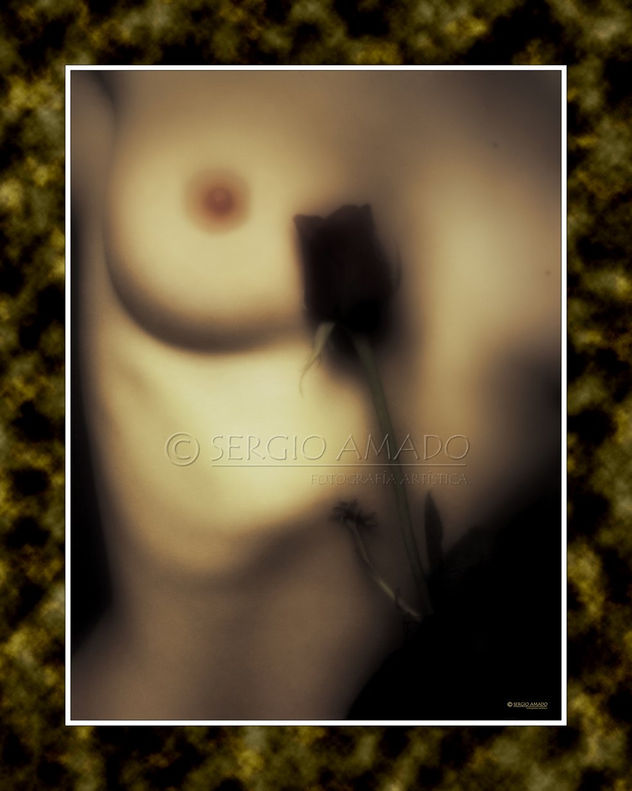 ROSA NEGRA
