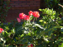 Rosas rojas