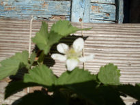 Flor de frambuesa.