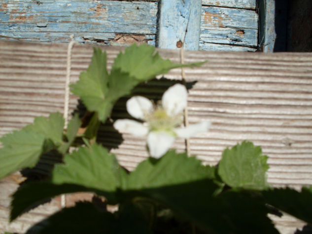 Flor de frambuesa. 