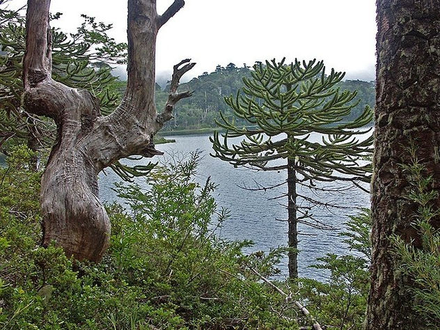 araucaria chilena