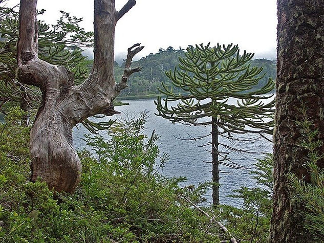 araucaria chilena Deportiva Color (Digital)