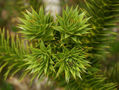 araucaria  toma de otro angulo