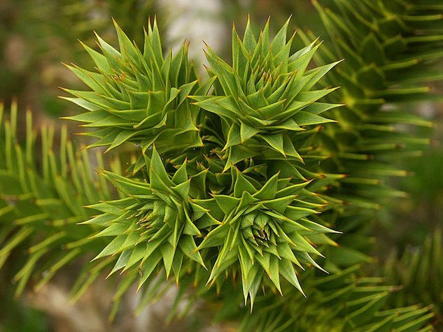 araucaria  toma de otro angulo Sport Color (Digital)