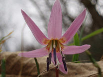 Hermosa  flor