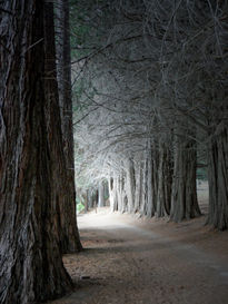 Una luz en el bosque