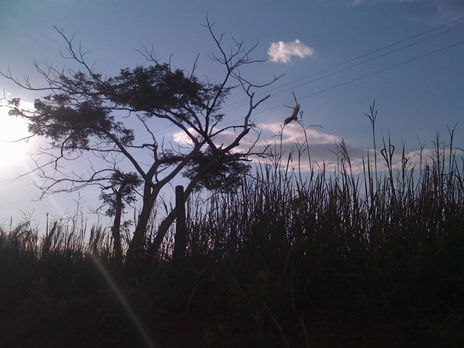 Vuelo