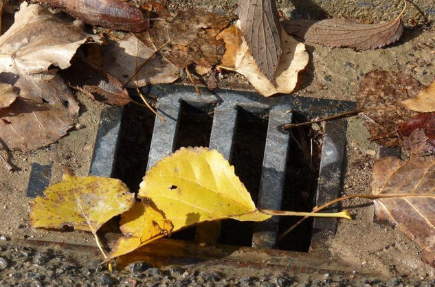 EL OTOÑO SE NOS HA IDO POR UN AGUJERO 