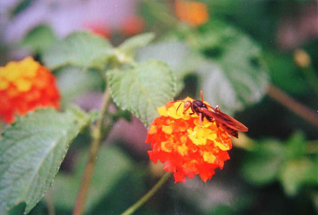 AVISPA Naturaleza Color (Química)