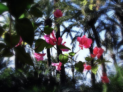 Naturaleza viva