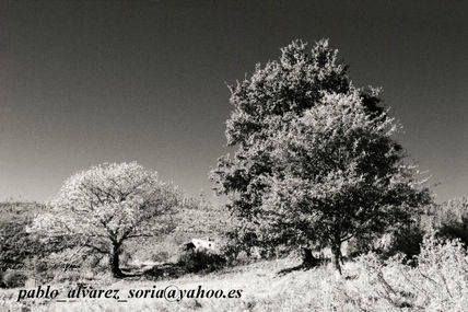 ÁRBOLES en infrarojos