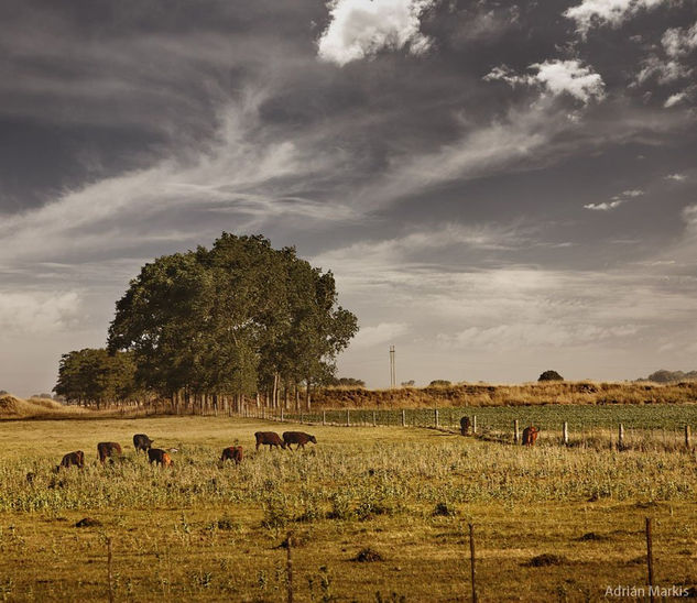 ¨ Nuestros Campos ¨ de la serie Paísajes de Campo 