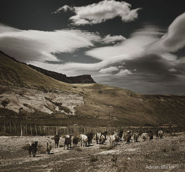 ¨ Zapala ¨ de la serie Patagonia 