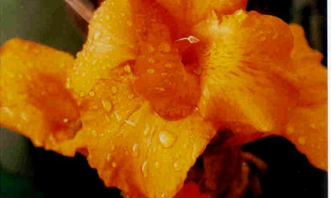 flower