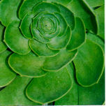 flower thumbnail 2