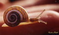 Caracol