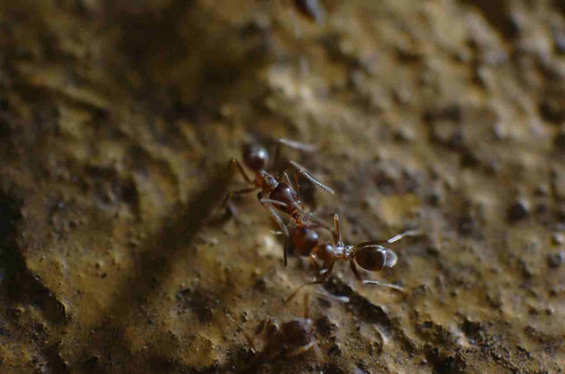 Hormigas