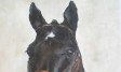 Caballos