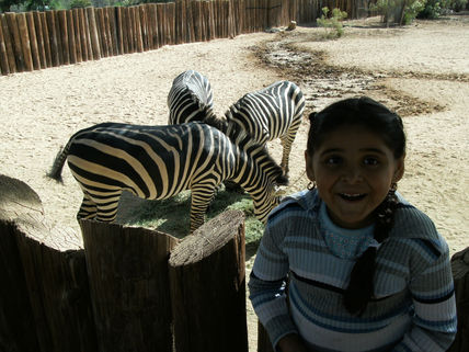 Zebras