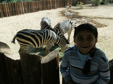 Zebras