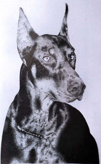 Doberman