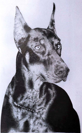 Doberman 