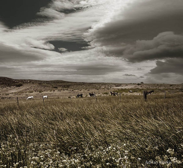 ¨ Caballos¨ de la serie Patagonia 