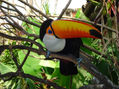 TUCAN