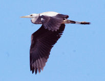 Garza Real