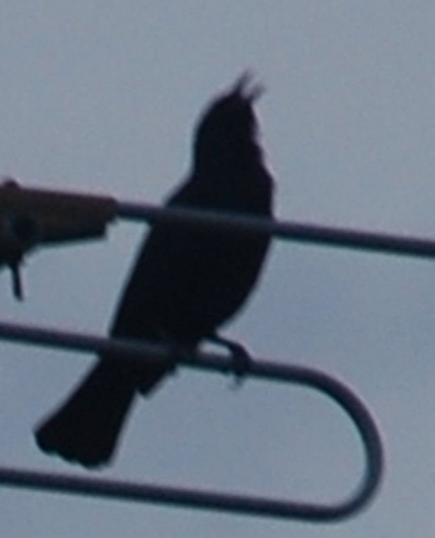 serie libertad