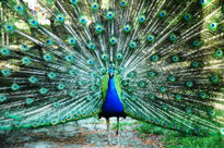 Pavo Real 1