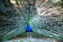 Pavo Real 2