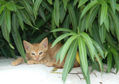 Gatos 1