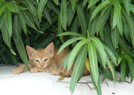 Gatos 1