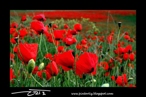 "amapolas de color"