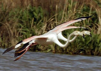 Flamencos