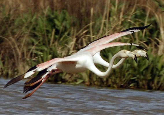 Flamencos 