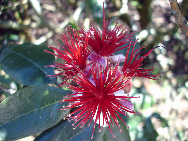 Flor De Feijoa Naturaleza Color (Digital)