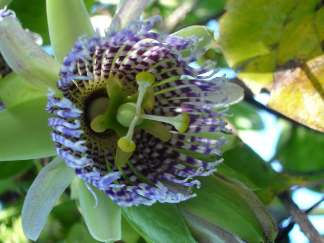 Flor De Granadilla Nature Color (Digital)