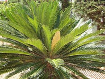 Palmera Real