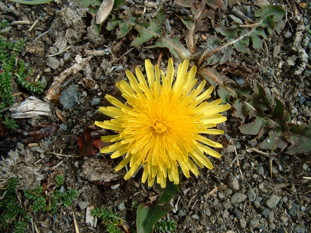 Punto amarillo Naturaleza Técnicas alternativas