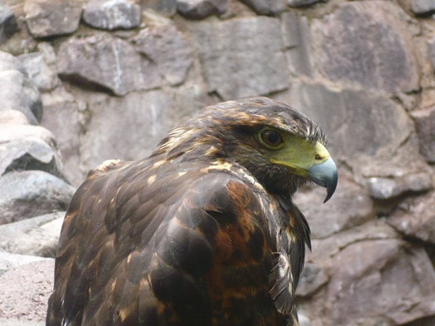 Águila en espera 