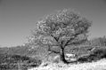 ARBOL en infrarrojos