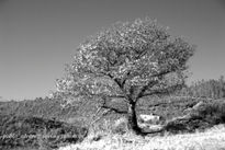 ARBOL en infrarrojos