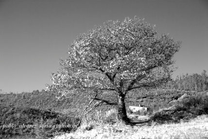 ARBOL en infrarrojos
