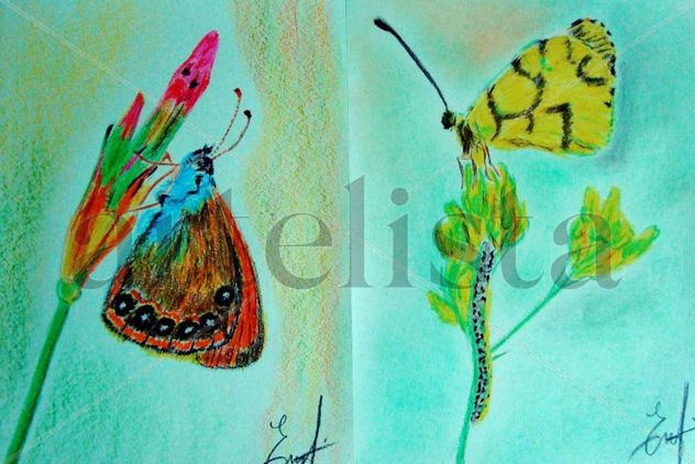 Mariposa 1