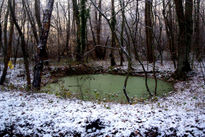 Lago verde y blanco