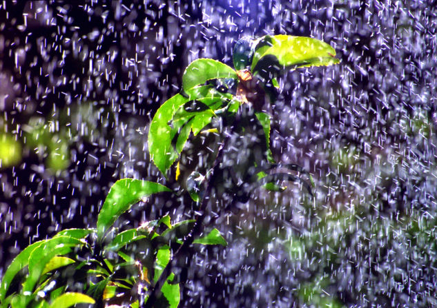 Lluvia veraniega Naturaleza Color (Química)