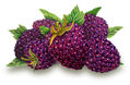 moras