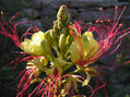 natur_vof